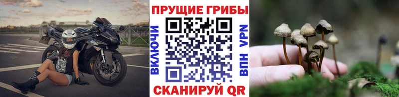 Галлюциногенные грибы Cubensis Жердевка