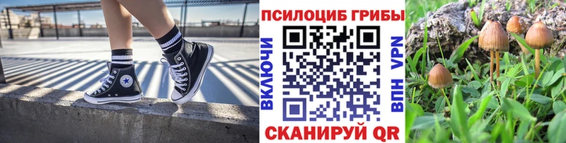 Галлюциногенные грибы Psilocybe  Жердевка 